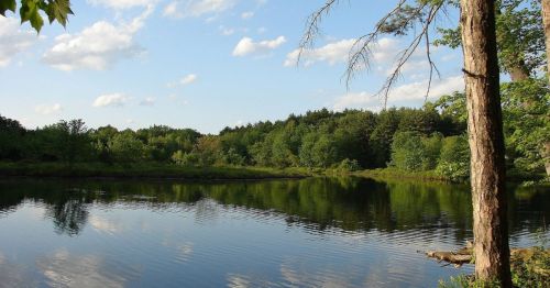 A serene lake surrounded by lush greenery and trees, reflecting the blue sky and fluffy clouds.