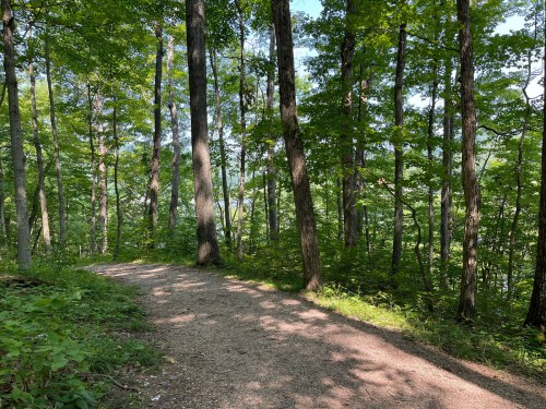 A winding dirt path through a lush green forest with tall trees and dappled sunlight.