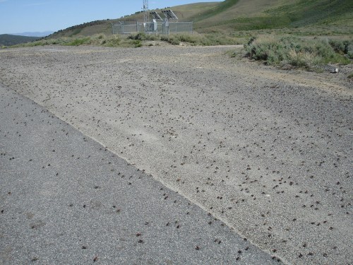 A large number of insects scattered across a gravel road, with hills and a communication tower in the background.