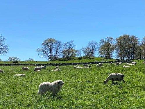 A sunny field with grazing sheep and a dog, surrounded by trees and a clear blue sky.
