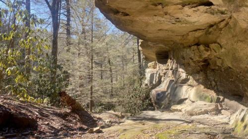 A rocky overhang in a forest, surrounded by trees and sunlight filtering through the branches.