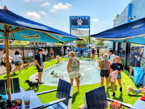 A lively dog-friendly pool party at Mutts & Martinis, with people and dogs enjoying the sunny day.