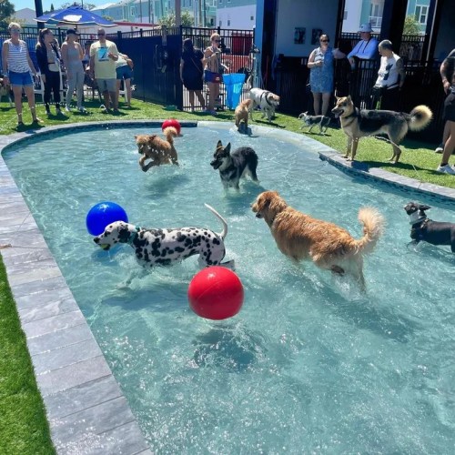 A lively dog park scene with dogs playing in a pool, splashing water and chasing colorful balls on a sunny day.