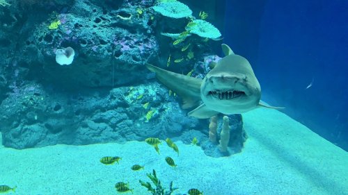 A shark swims in an aquarium, showcasing its teeth against a backdrop of colorful coral and small fish.