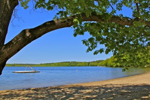 A serene lakeside view with a sandy beach, framed by a tree branch and clear blue skies.