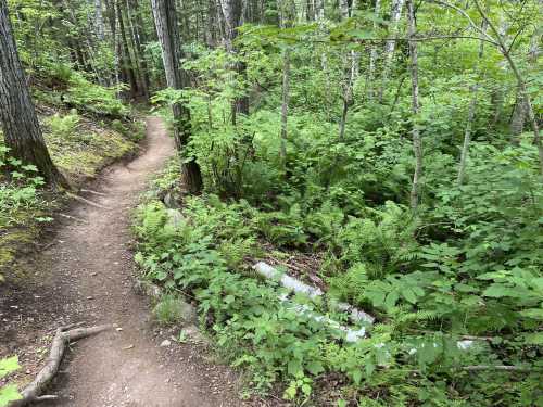 A winding dirt path through a lush green forest, surrounded by trees and ferns.