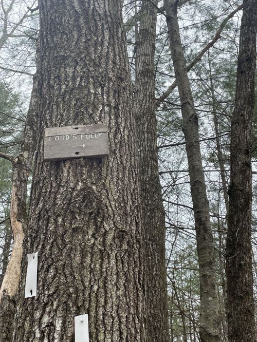 A close-up of a tree trunk with a wooden sign reading "ORD'S TOLLY" attached, surrounded by tall trees.