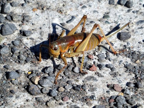 A close-up of a brown grasshopper on a textured, rocky surface.