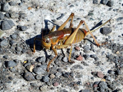 A close-up of a brown grasshopper on a textured, rocky surface.