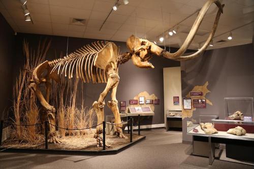 A large mammoth skeleton displayed in a museum, surrounded by informational exhibits and natural decor.
