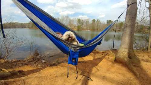 A fluffy dog relaxes in a blue hammock by a lake, surrounded by trees and a scenic landscape.