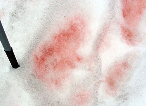 Red stains on white snow, with a dark pole partially visible in the foreground.