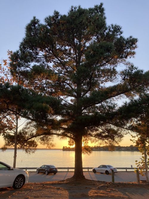 A tall tree silhouetted against a sunset over a calm lake, with parked cars nearby.