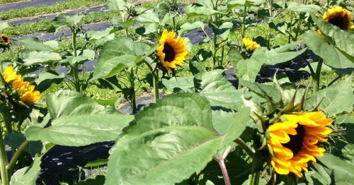 A field of sunflowers with vibrant yellow petals and large green leaves under a clear blue sky.
