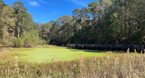 A serene pond covered in green algae, surrounded by trees and a wooden walkway under a clear blue sky.