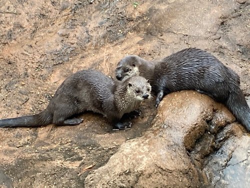 Two otters playfully interact on a muddy bank near water, showcasing their sleek fur and curious expressions.