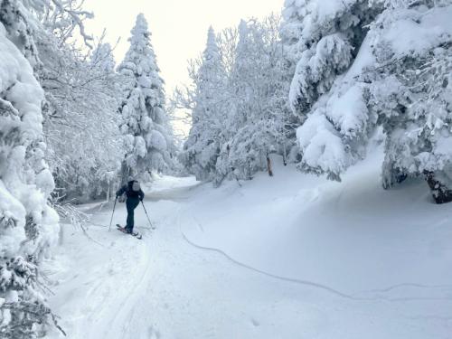A skier navigates a snowy trail surrounded by frosted trees in a winter landscape.