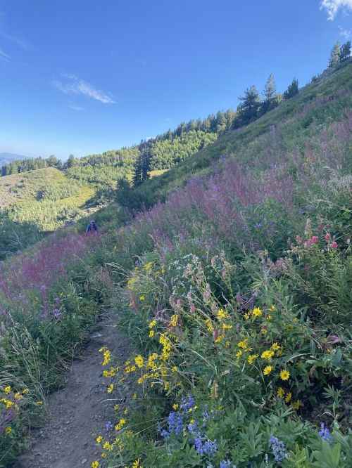 A scenic mountain trail lined with vibrant wildflowers under a clear blue sky.