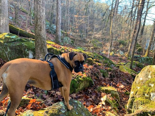 A brown dog in a harness stands on a rock in a forest, surrounded by trees and autumn leaves.