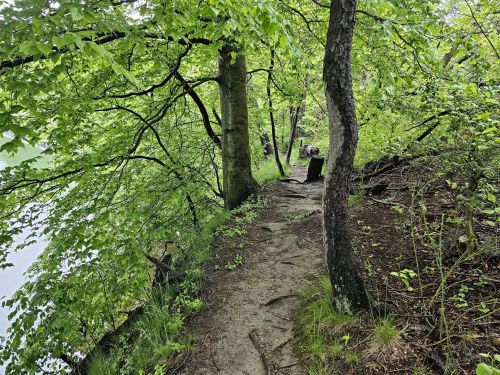 A narrow, winding path through lush green trees beside a calm body of water.