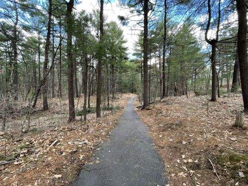 A winding path through a forest of tall trees and scattered pine needles under a partly cloudy sky.