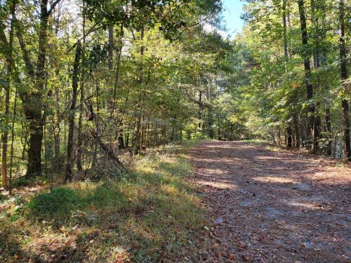 A serene forest path surrounded by trees, with sunlight filtering through the leaves on a clear day.