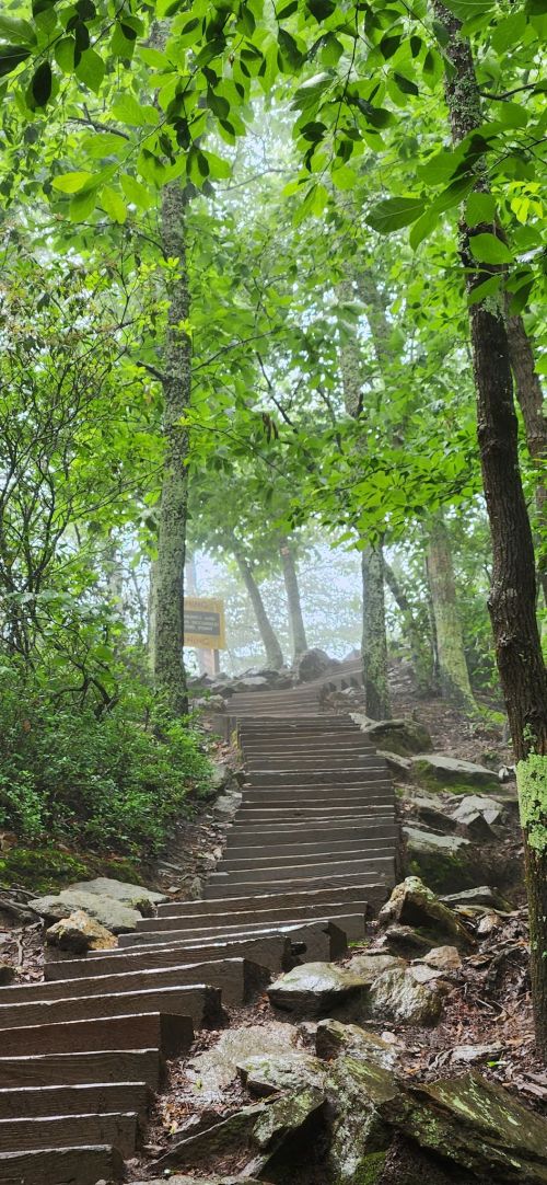 A misty forest path with wooden steps leading upward, surrounded by lush green trees and rocky terrain.