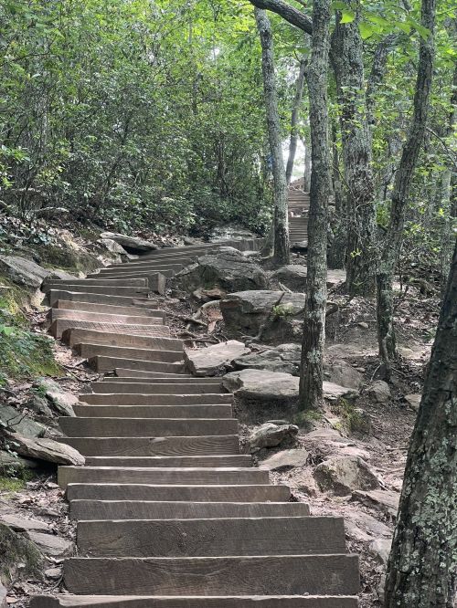 Wooden steps lead up a forested path, surrounded by trees and rocky terrain.