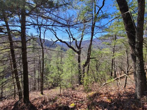 A scenic view of a forested landscape with trees, mountains in the background, and a clear blue sky.