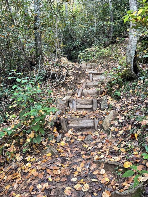 A narrow, wooded trail with wooden steps surrounded by autumn leaves and greenery.