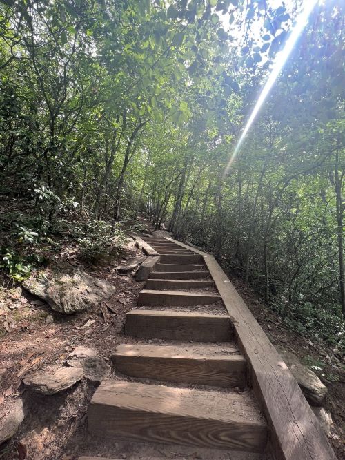 A wooden staircase winds through a lush, green forest, leading up a hillside under dappled sunlight.