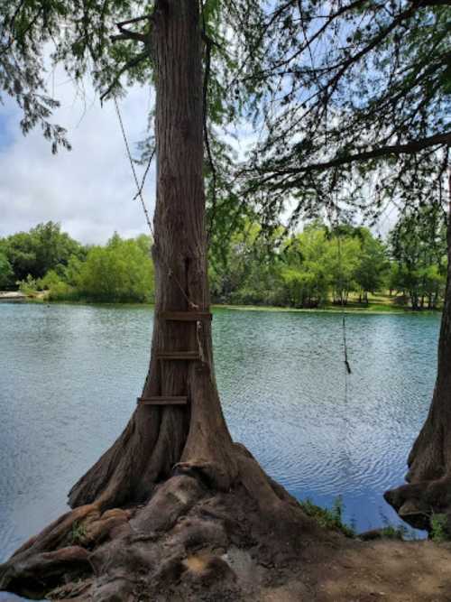 A serene lake surrounded by lush greenery and a tall tree with a swing hanging from it.