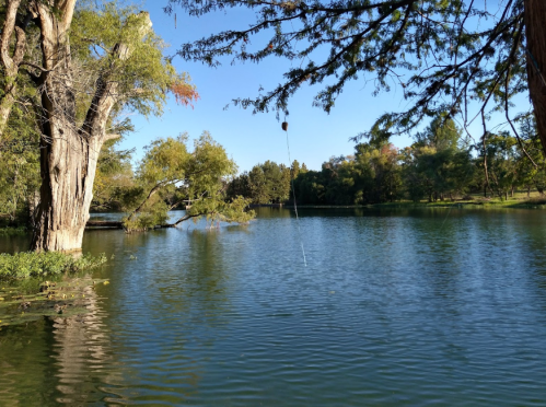 A serene lake surrounded by trees under a clear blue sky, with gentle ripples on the water's surface.