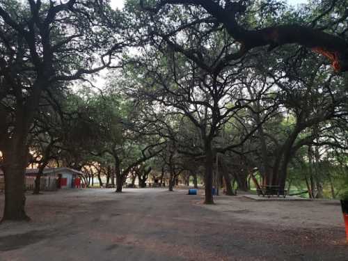 A serene park scene with large trees, a gravel path, and a picnic area under soft evening light.