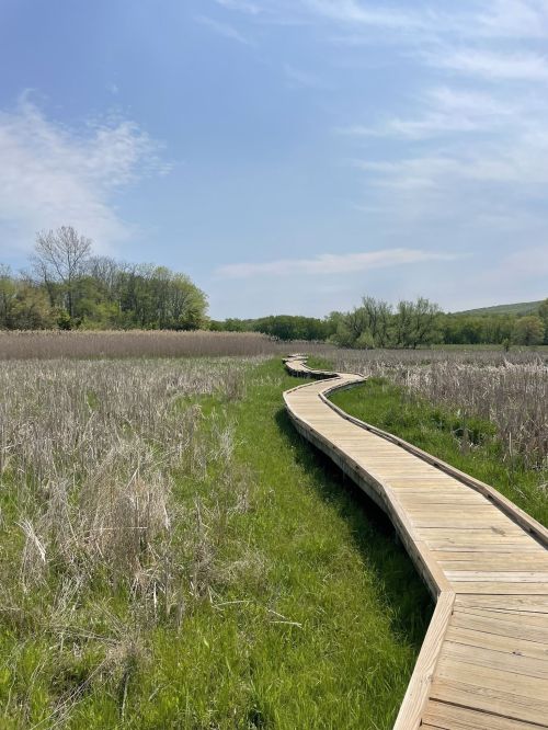 A winding wooden boardwalk through tall grass and marshland under a clear blue sky.