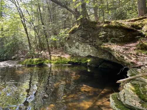 A serene forest scene featuring a calm stream, moss-covered rocks, and lush greenery under dappled sunlight.
