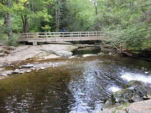 A wooden bridge spans a calm stream surrounded by lush greenery and rocky banks in a serene forest setting.