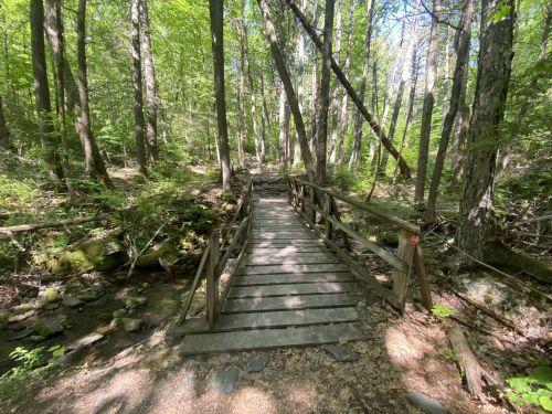 A wooden bridge spans a small stream, surrounded by lush green trees in a serene forest setting.