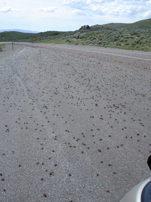 A road covered with numerous small insects, surrounded by sparse vegetation and distant hills under a cloudy sky.