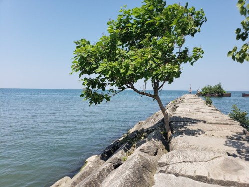A rocky pier extends into calm water, with a lone tree growing on the edge under a clear blue sky.
