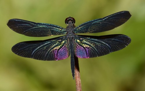 A close-up of a dragonfly with iridescent wings, perched on a thin stick against a blurred green background.