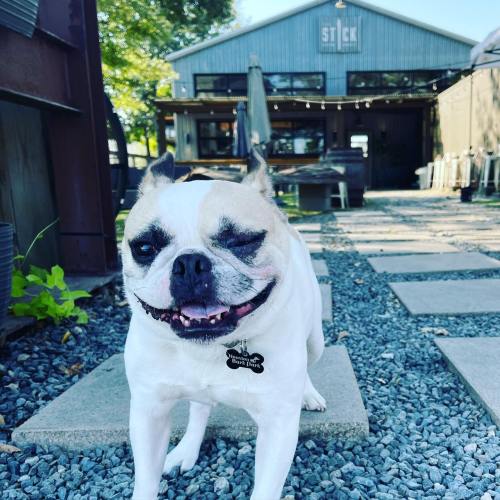 A happy dog with one eye closed stands on a stone path, with a rustic building in the background.