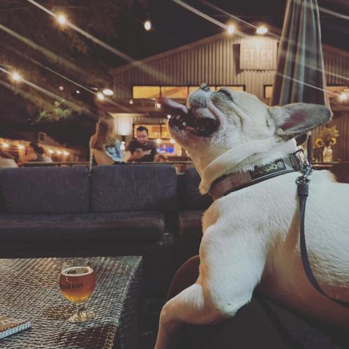 A happy dog sits on a person's lap at an outdoor bar, with string lights and people in the background.