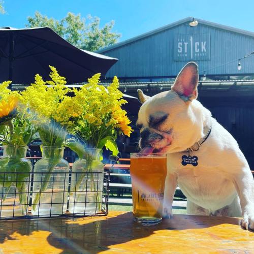 A French Bulldog licks a glass of beer on a sunny patio, surrounded by flowers and a rustic building in the background.