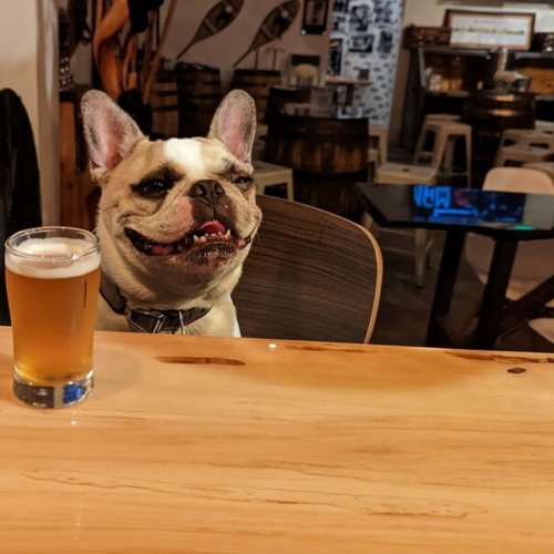 A happy dog sitting at a bar with a glass of beer in front of it, enjoying the relaxed atmosphere.