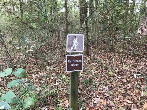 Trail sign for Razorback Ridge, featuring a hiker icon, surrounded by dense greenery and fallen leaves.