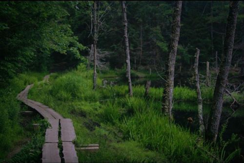 A wooden path winds through lush greenery and trees beside a calm, dark pond in a serene, wooded area.