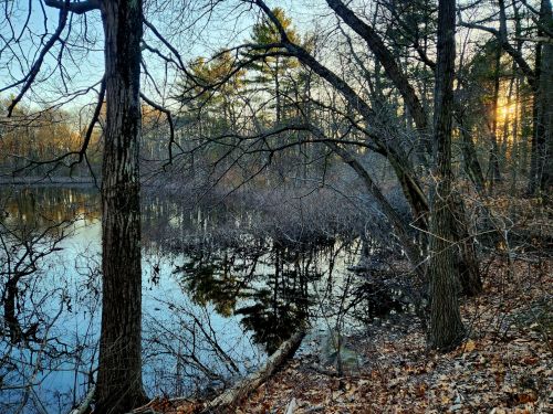 A serene forest scene with trees reflecting in a calm pond at sunset, surrounded by bare branches and fallen leaves.