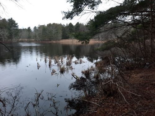 A tranquil lake surrounded by trees and reeds, reflecting the overcast sky.