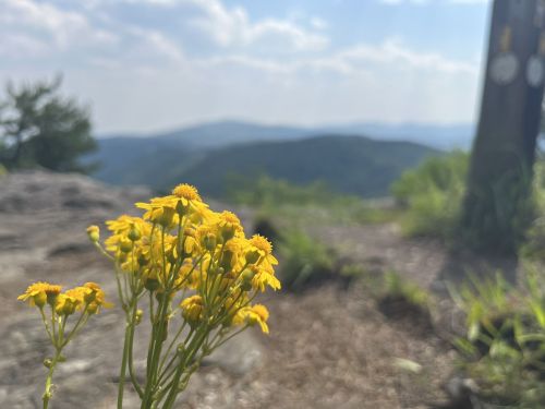 A cluster of yellow wildflowers in focus, with a blurred mountainous landscape and blue sky in the background.